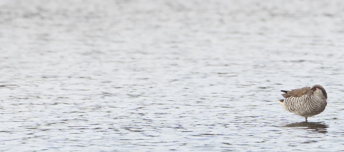 Pink-eared Duck - ML620426743