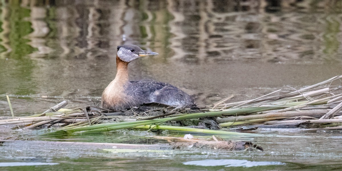Red-necked Grebe - ML620426744