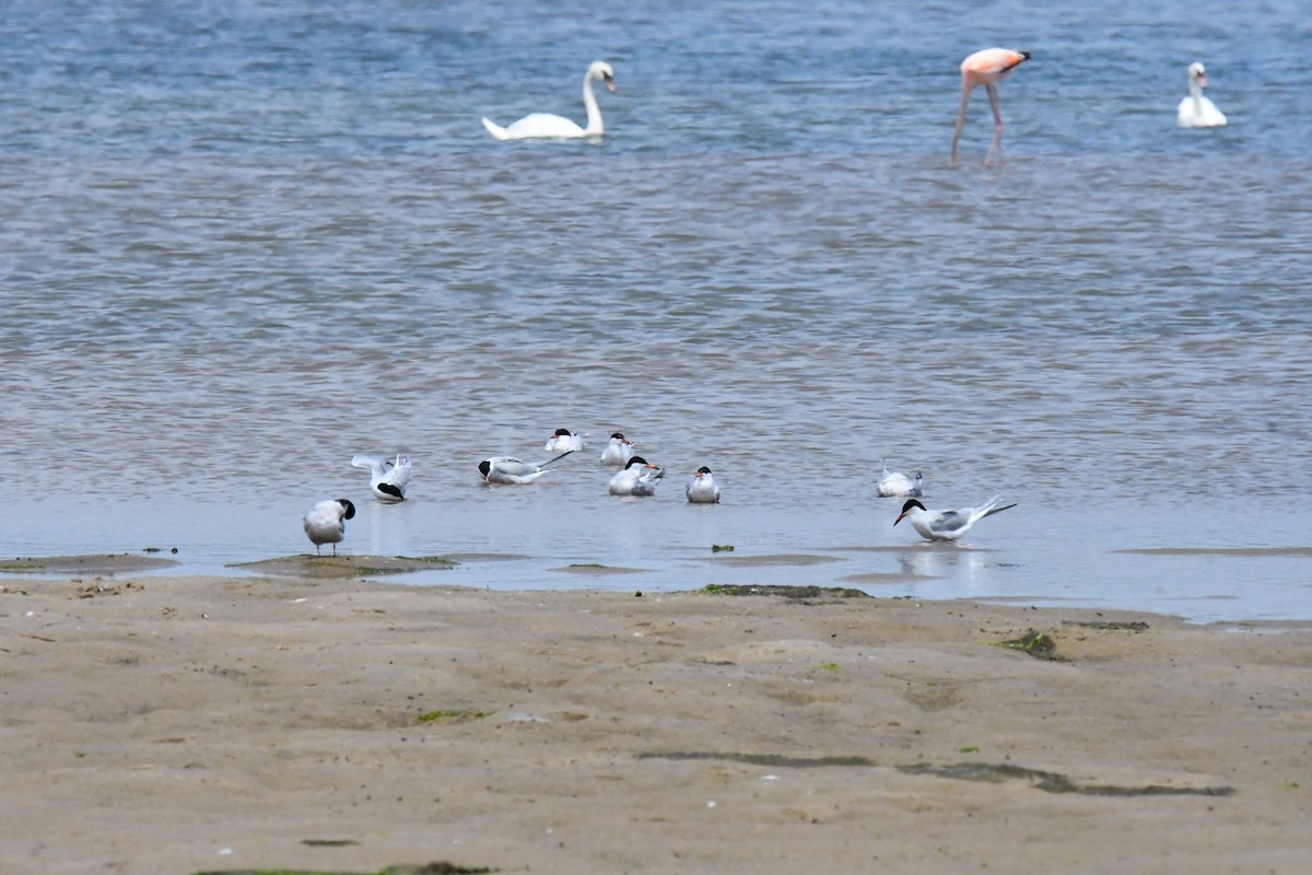 Common Tern - ML620426747