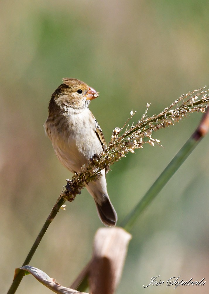 Chestnut-throated Seedeater - ML620426749