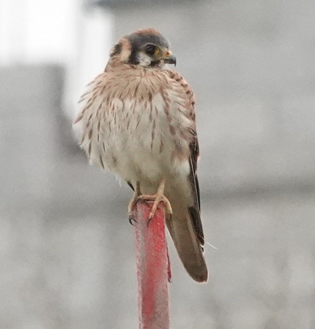 American Kestrel - ML620426750