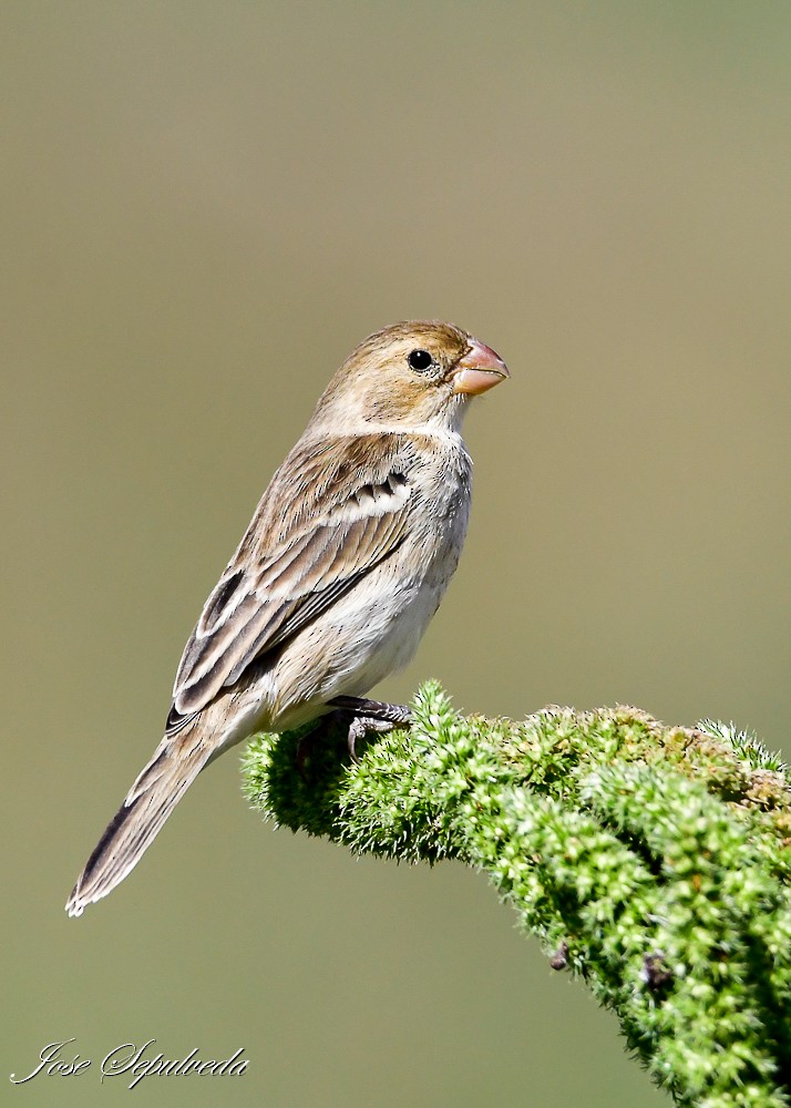 Chestnut-throated Seedeater - ML620426752