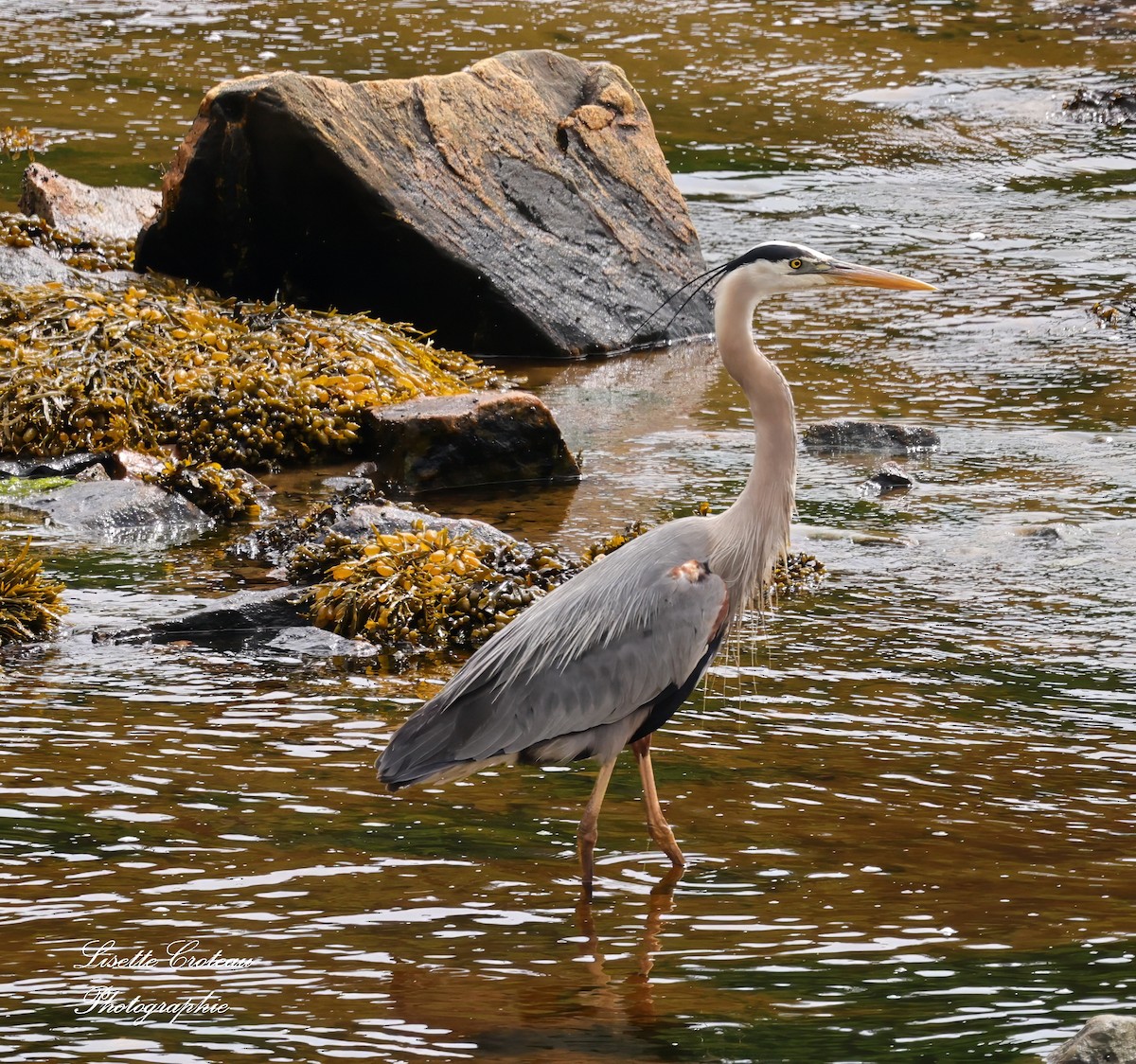 Great Blue Heron - ML620426754