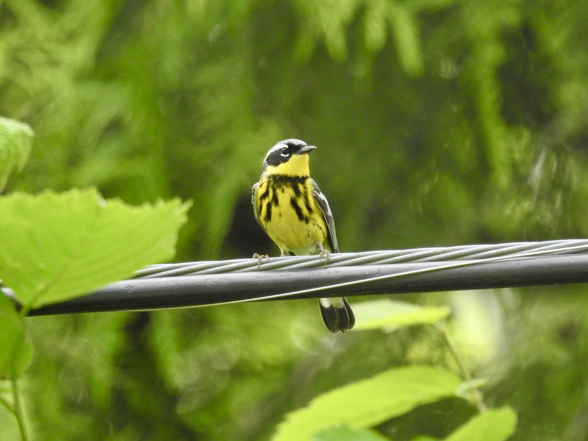 Magnolia Warbler - ML620426755