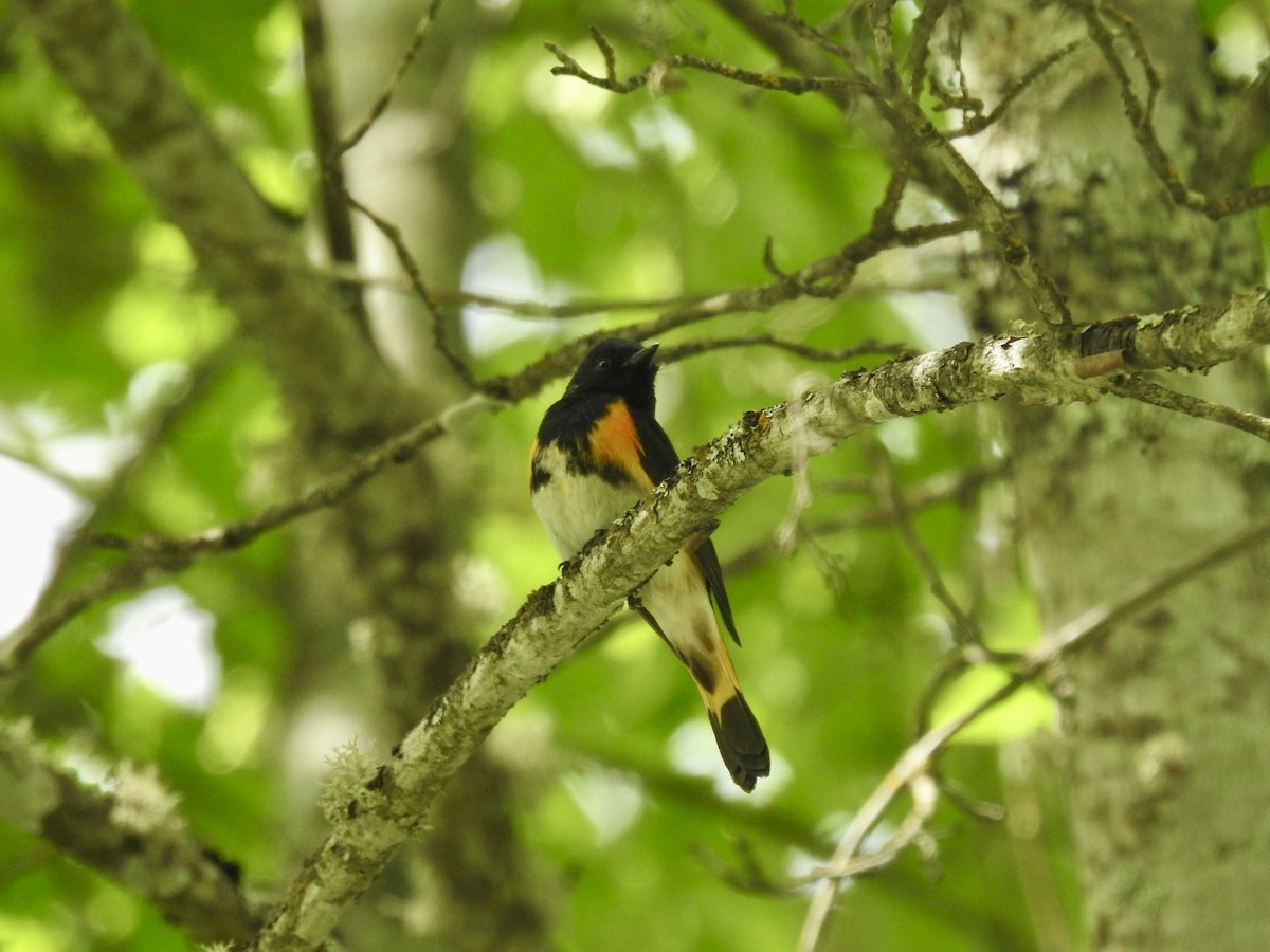 American Redstart - ML620426756