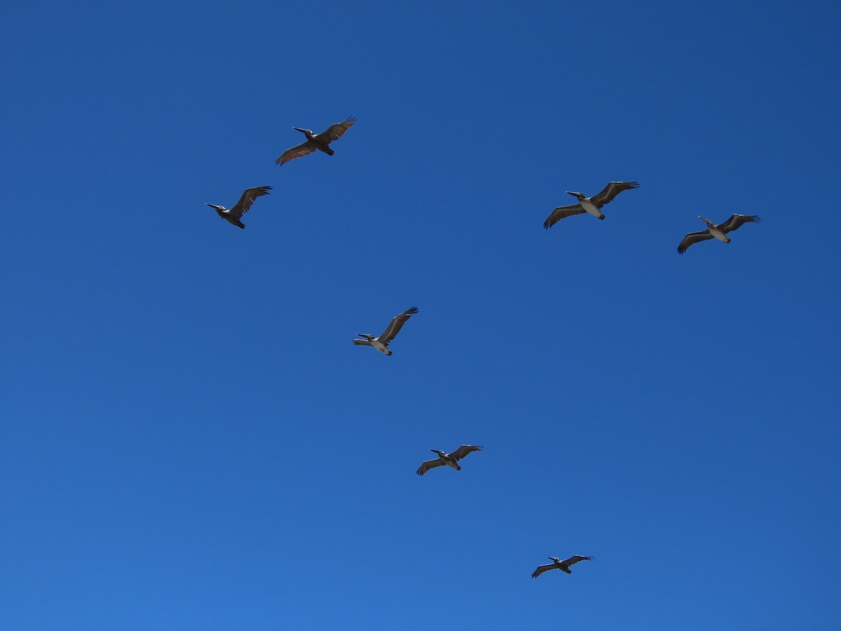 Brown Pelican (California) - ML620426771