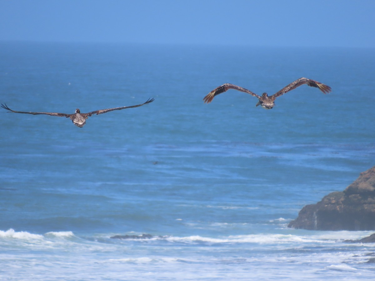 Brown Pelican (California) - ML620426772