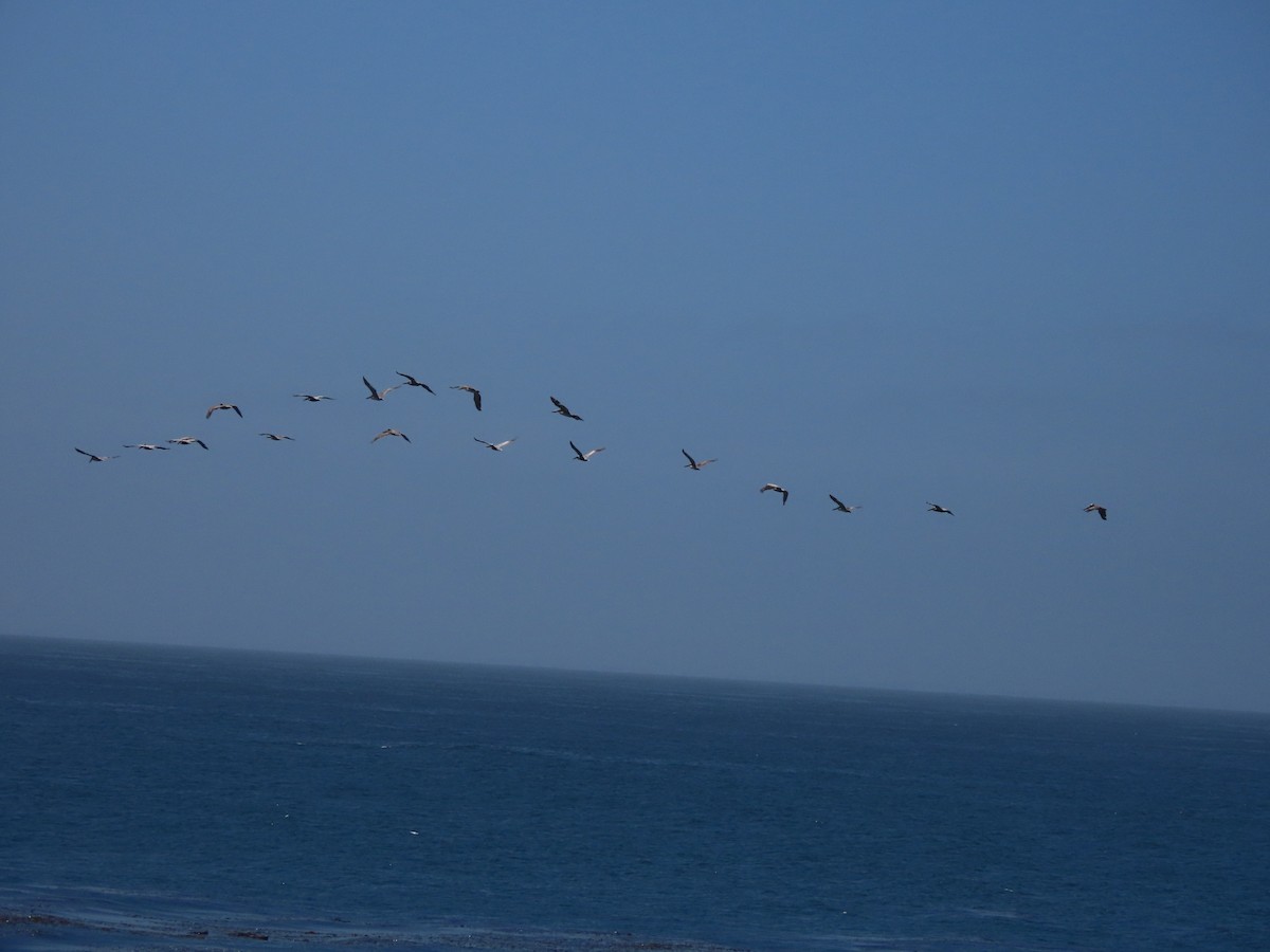 Brown Pelican (California) - ML620426773