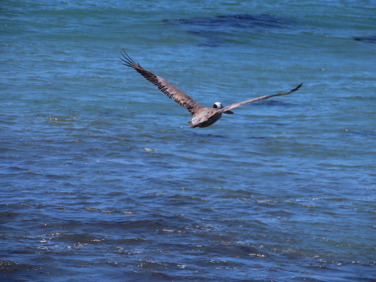 Brown Pelican (California) - ML620426774