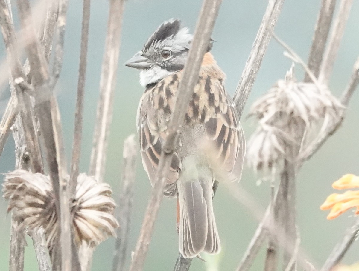 Rufous-collared Sparrow - ML620426777