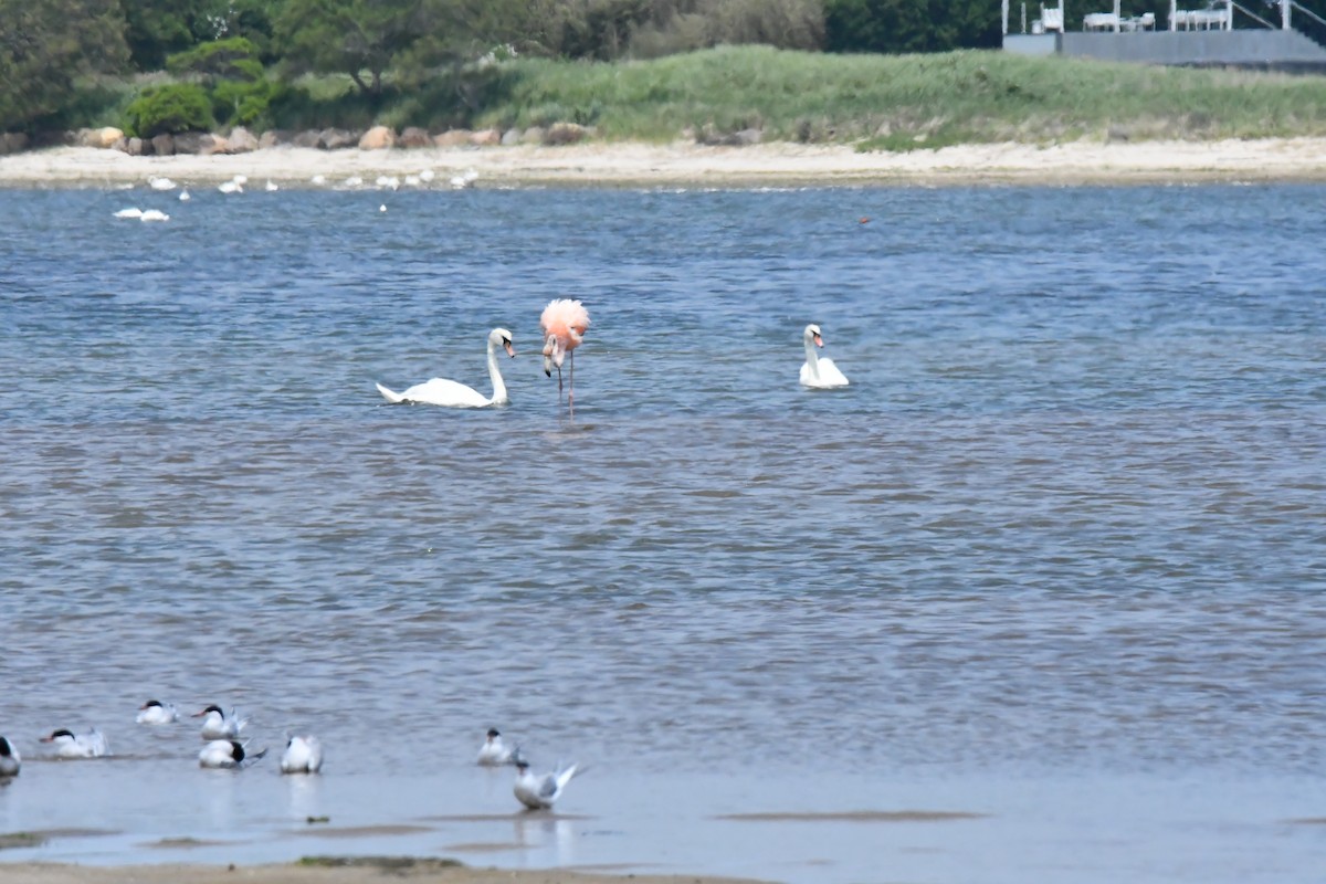 Mute Swan - ML620426779