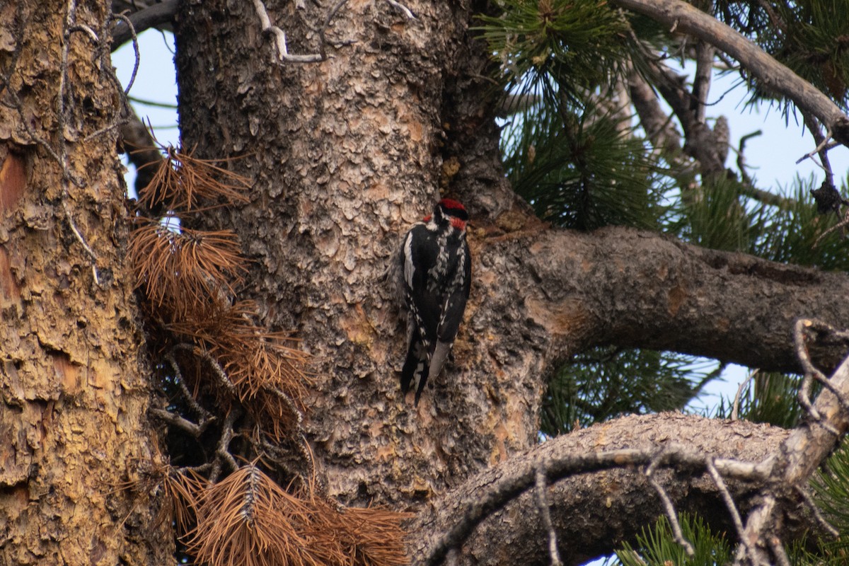 Red-naped Sapsucker - ML620426781