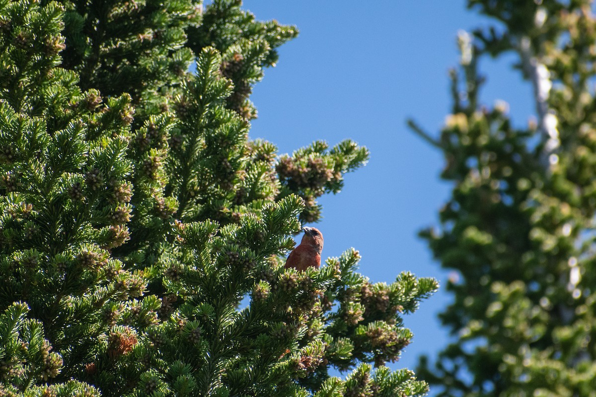 Red Crossbill (Ponderosa Pine or type 2) - ML620426790