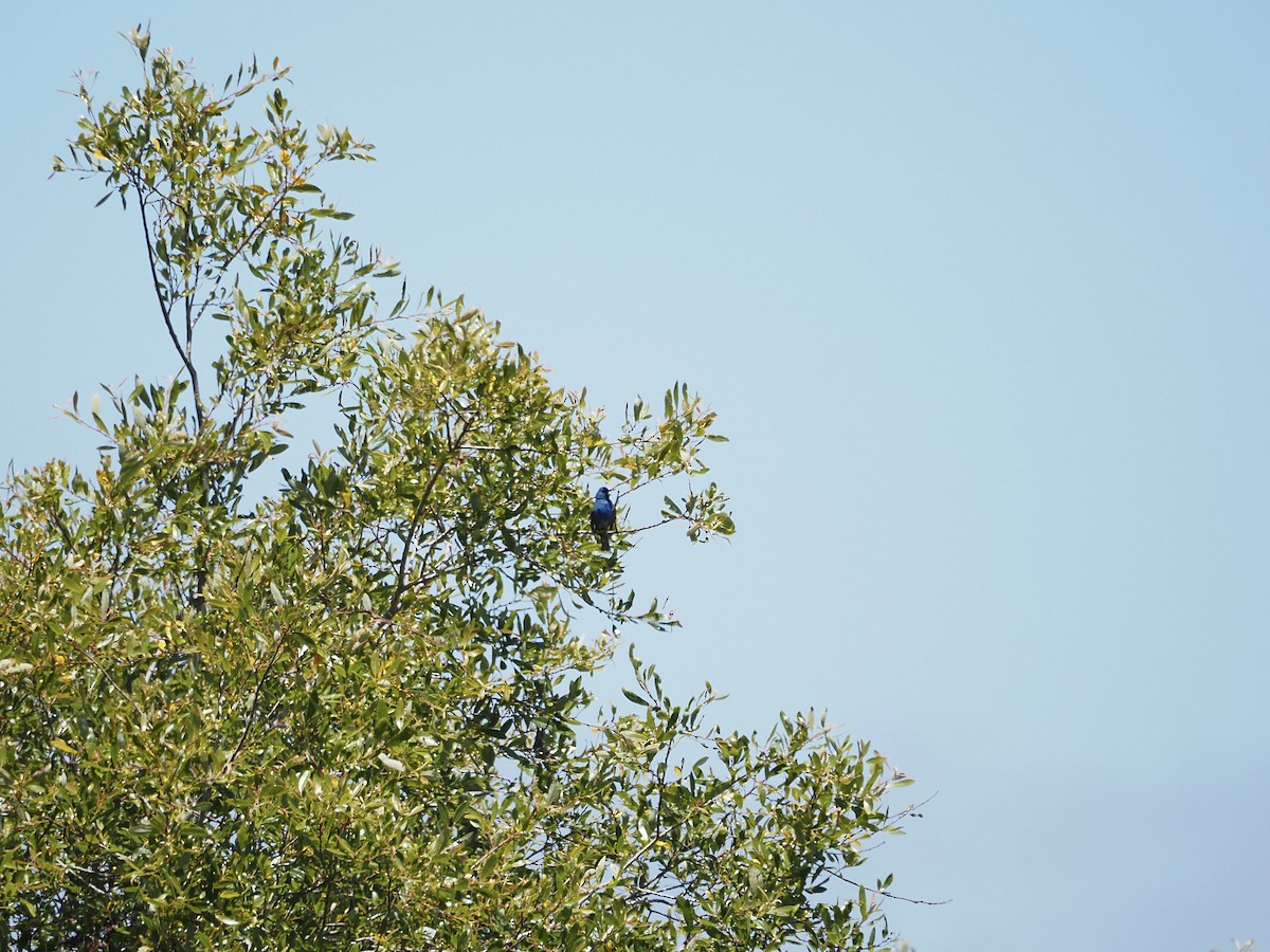 Indigo Bunting - ML620426803