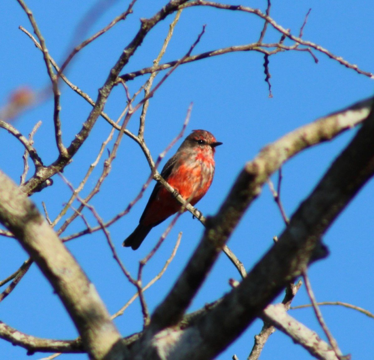 Vermilion Flycatcher - ML620426815