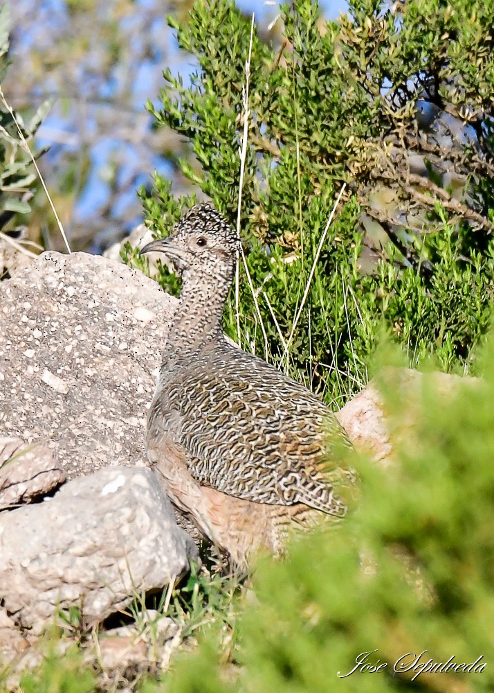 Ornate Tinamou - ML620426818