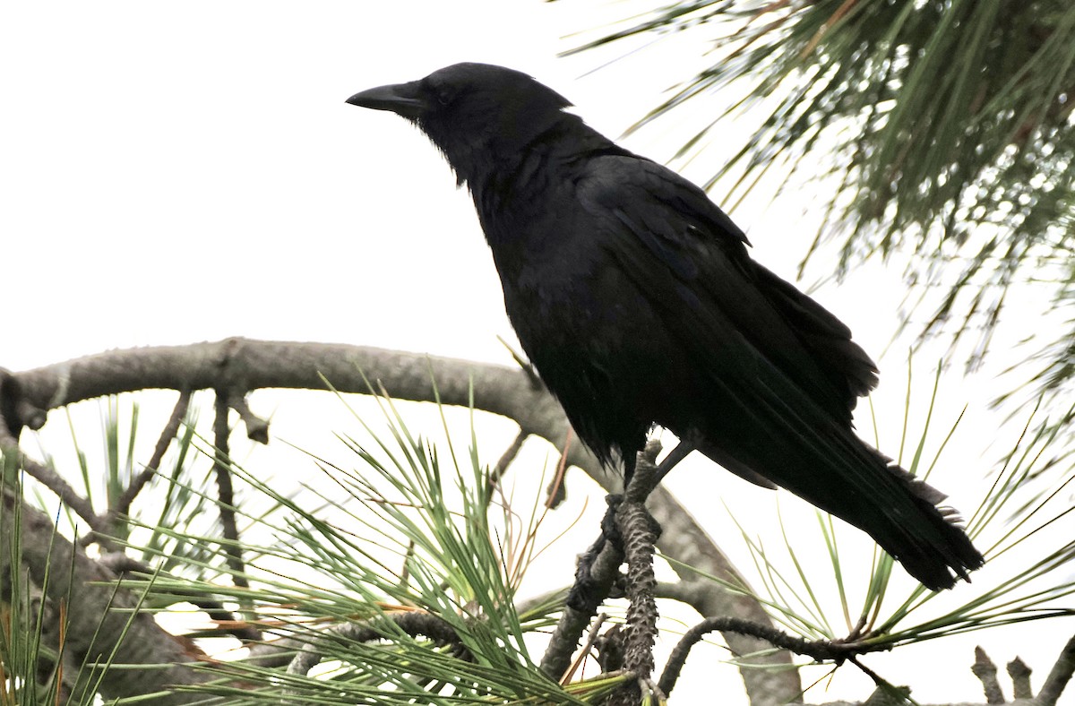 American Crow - ML620426822