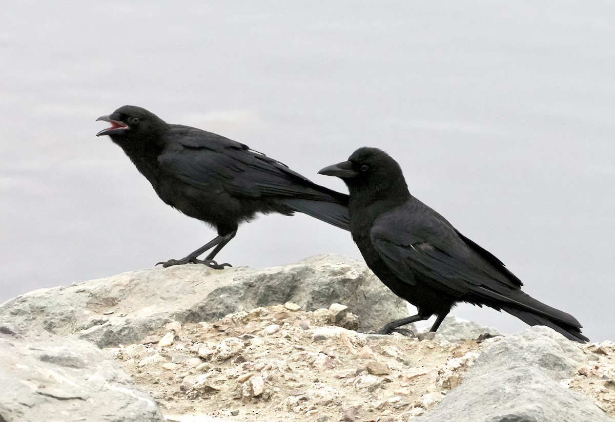 American Crow - ML620426823