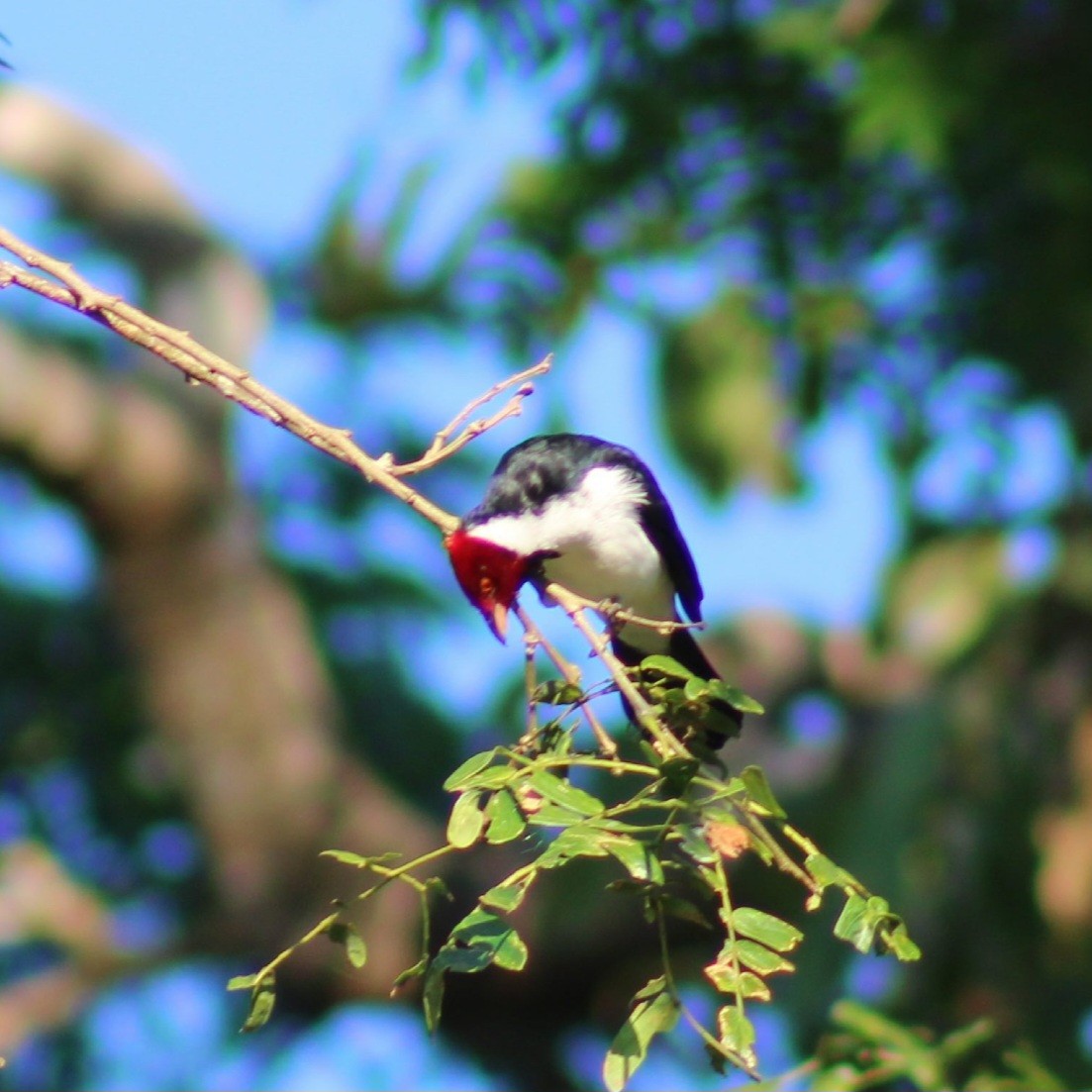 ノドグロコウカンチョウ - ML620426829