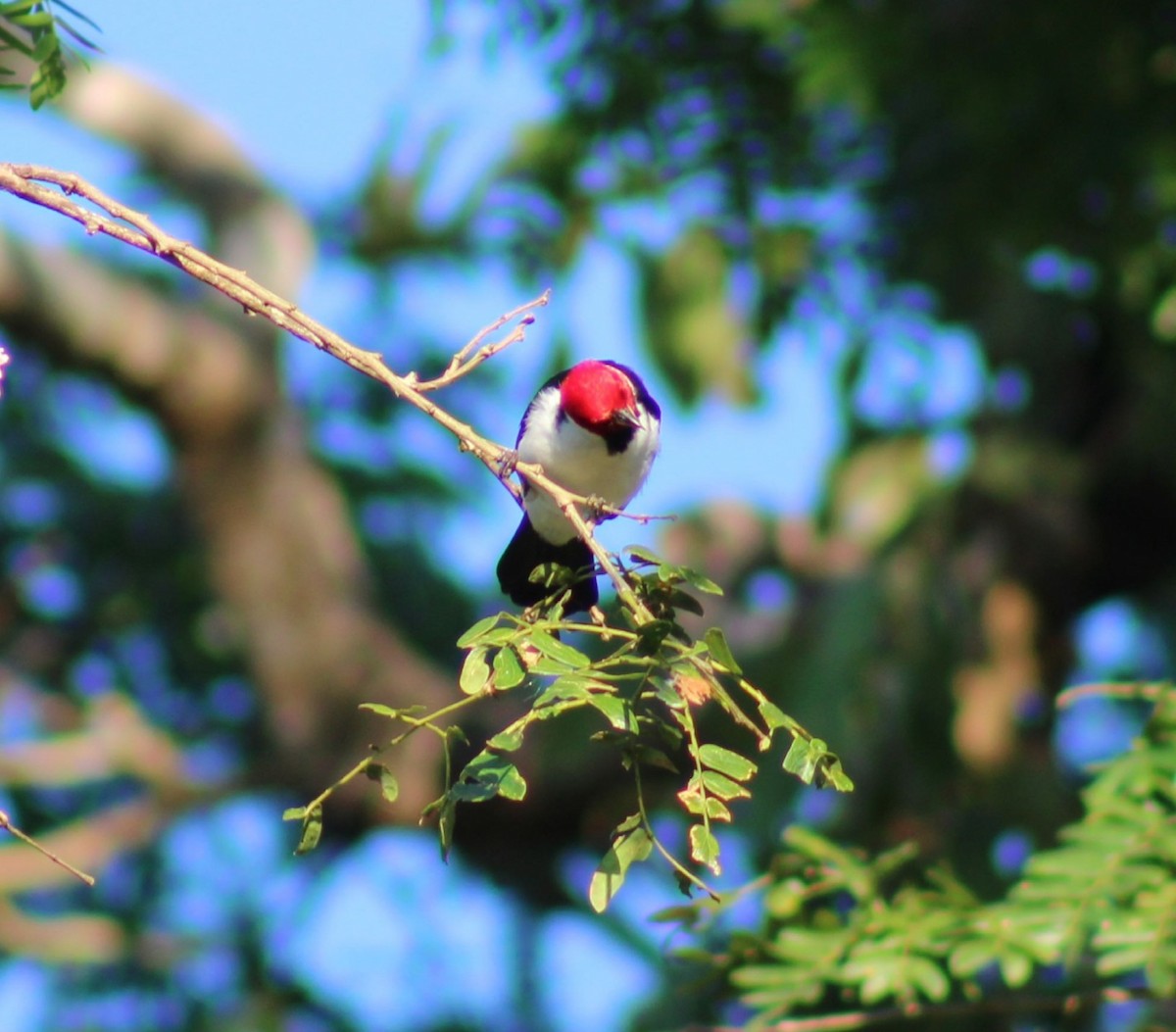 Red-capped Cardinal - ML620426830