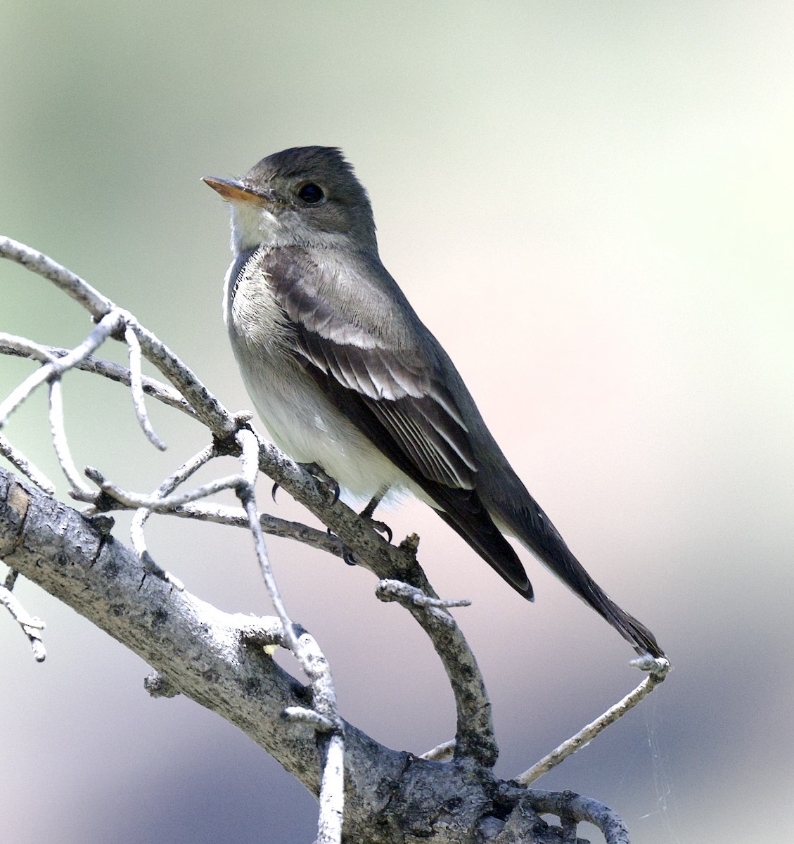 Western Wood-Pewee - ML620426834