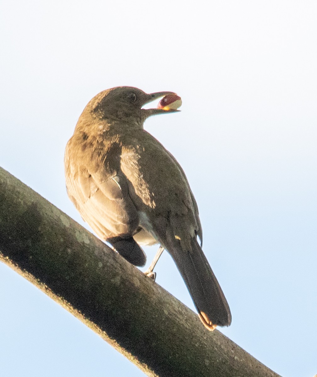 Black-billed Thrush - ML620426835