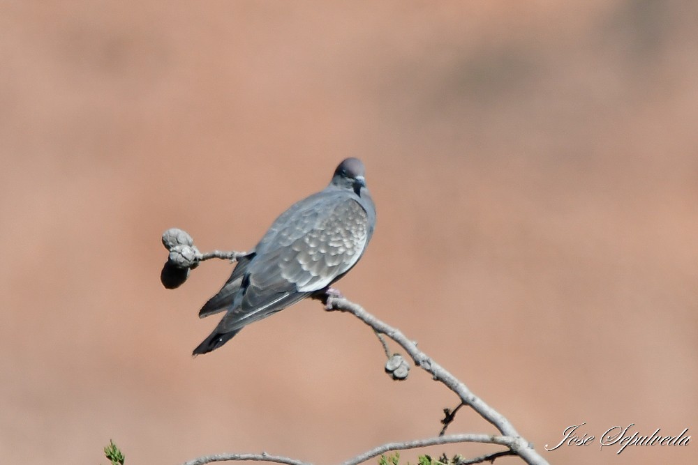 Pigeon tigré - ML620426839