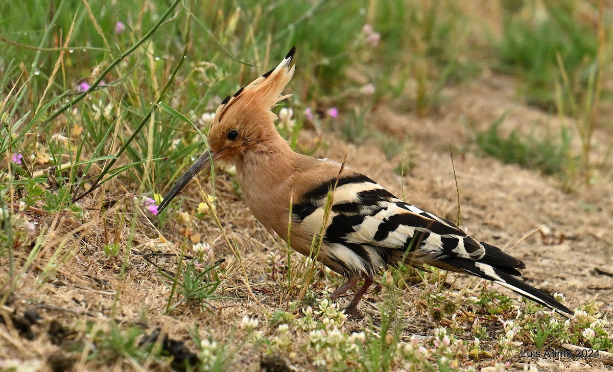 Eurasian Hoopoe - ML620426840