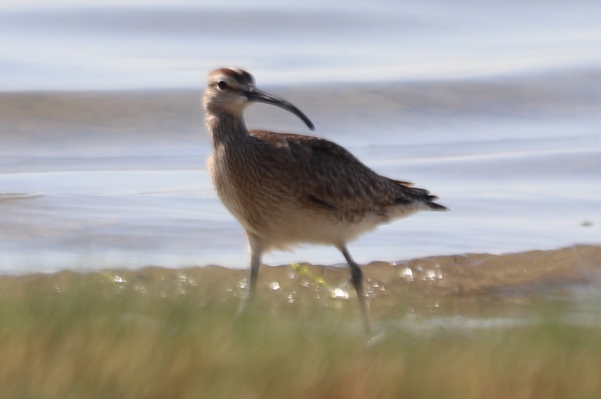 Regenbrachvogel (hudsonicus) - ML620426841