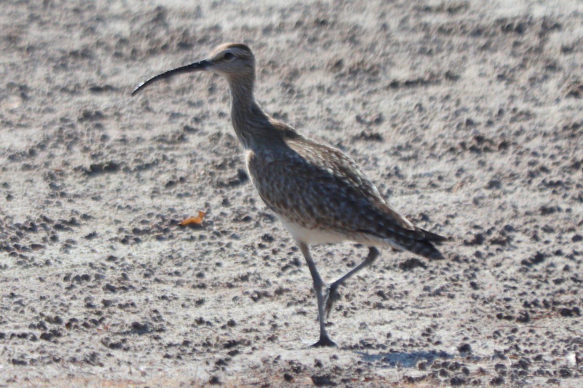 Regenbrachvogel (hudsonicus) - ML620426842