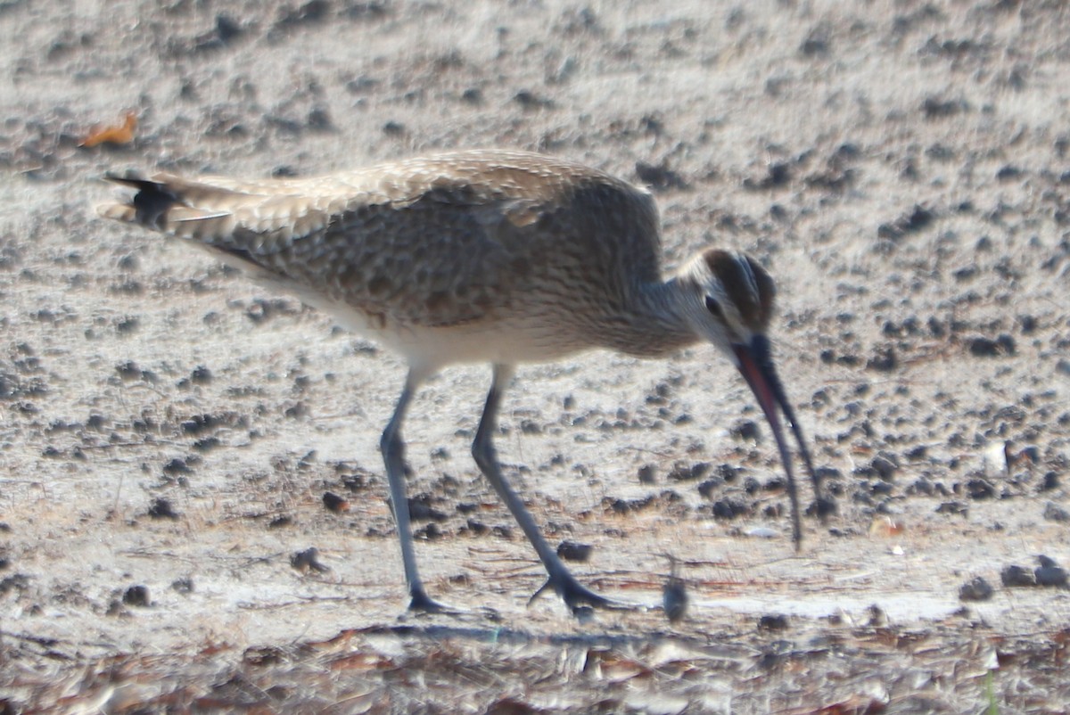 Regenbrachvogel (hudsonicus) - ML620426844