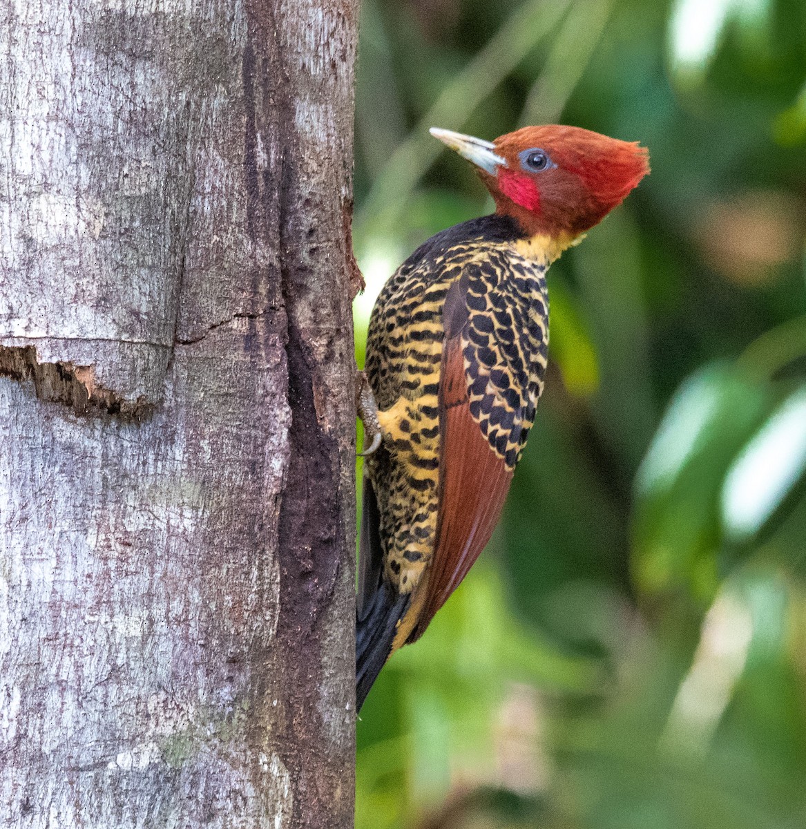 Rufous-headed Woodpecker - ML620426846