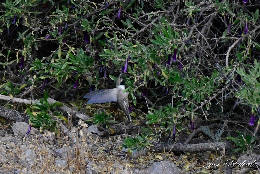 Colibrí Puneño - ML620426848