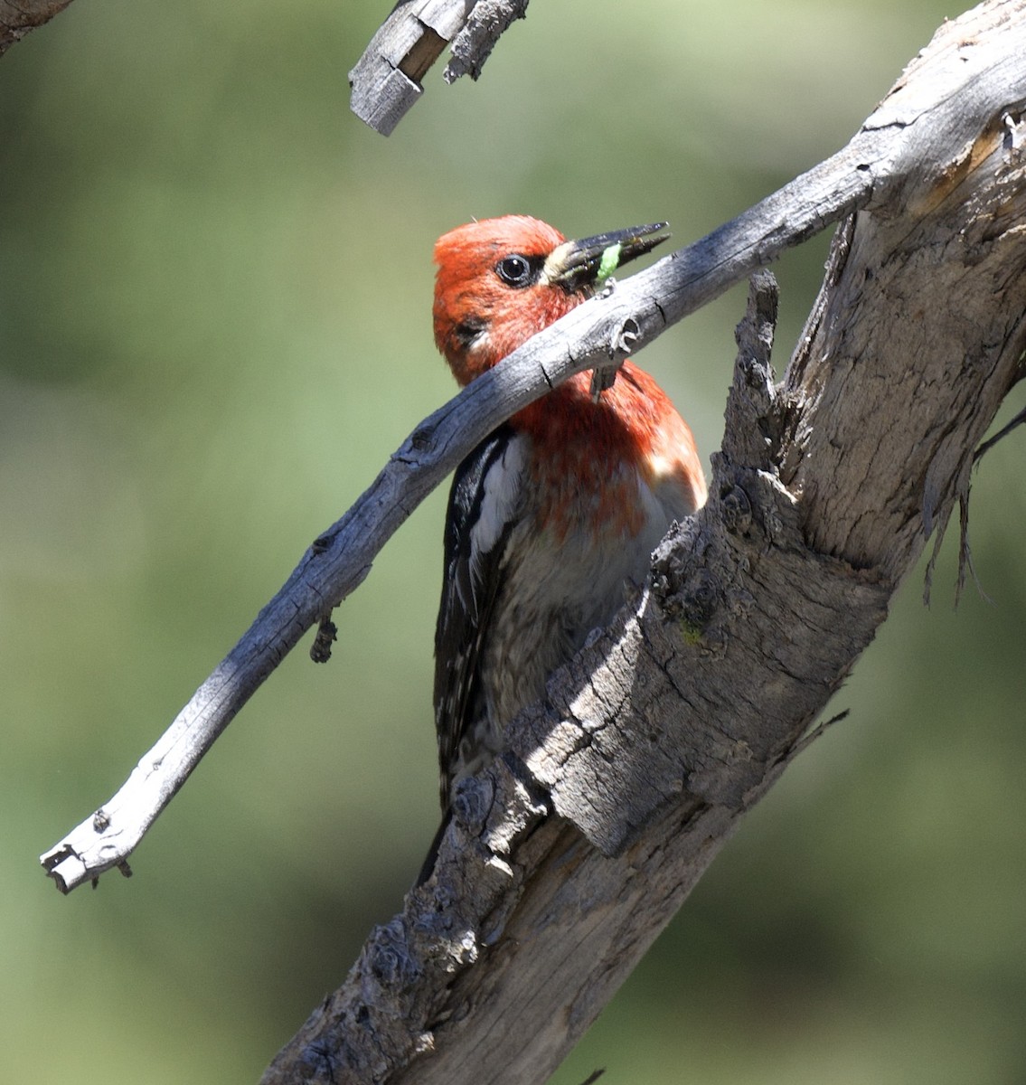 Red-breasted Sapsucker - ML620426851