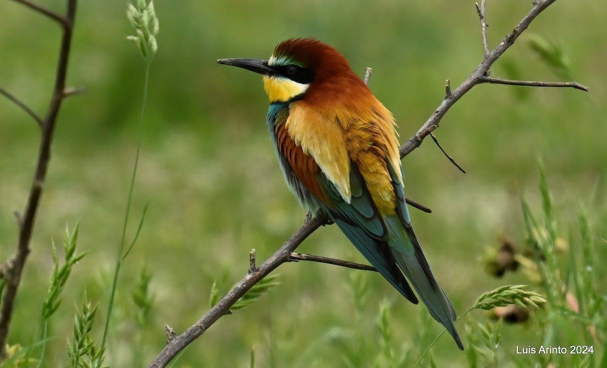 European Bee-eater - ML620426853