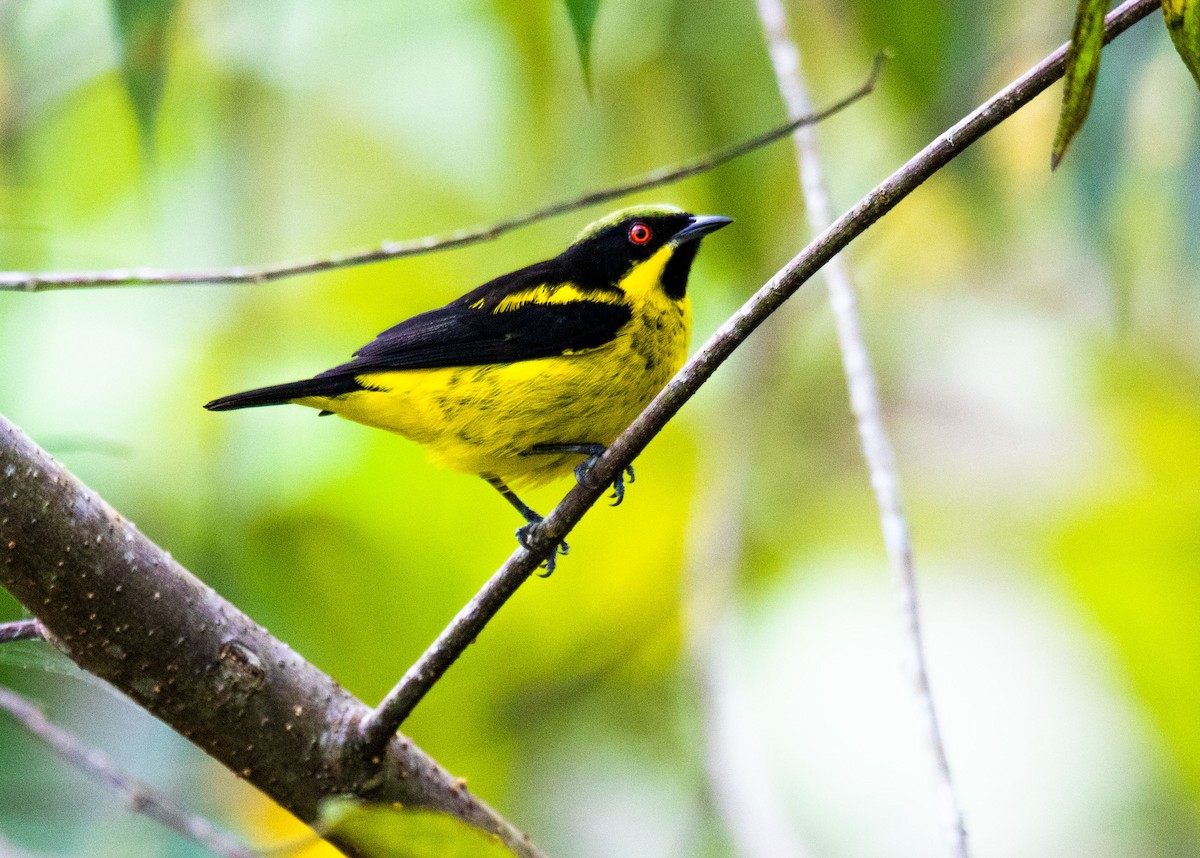 Dacnis à ventre jaune - ML620426854