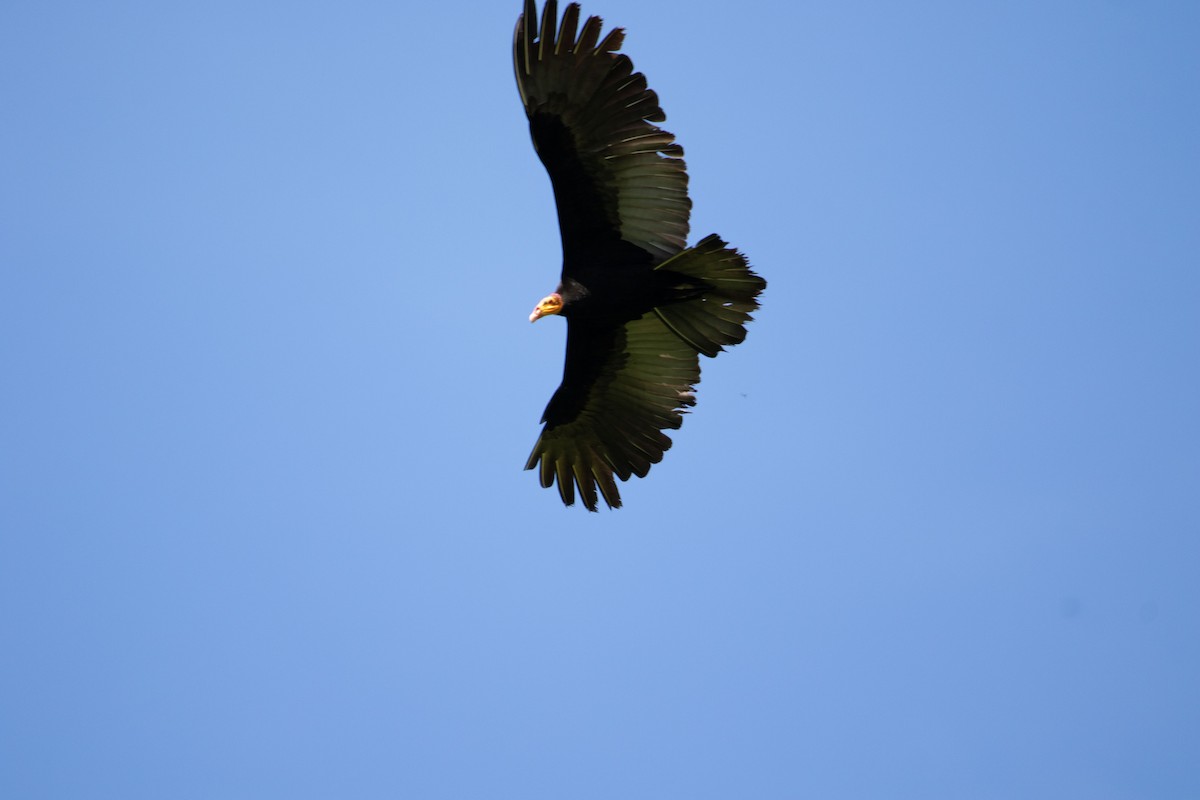 Greater Yellow-headed Vulture - ML620426856