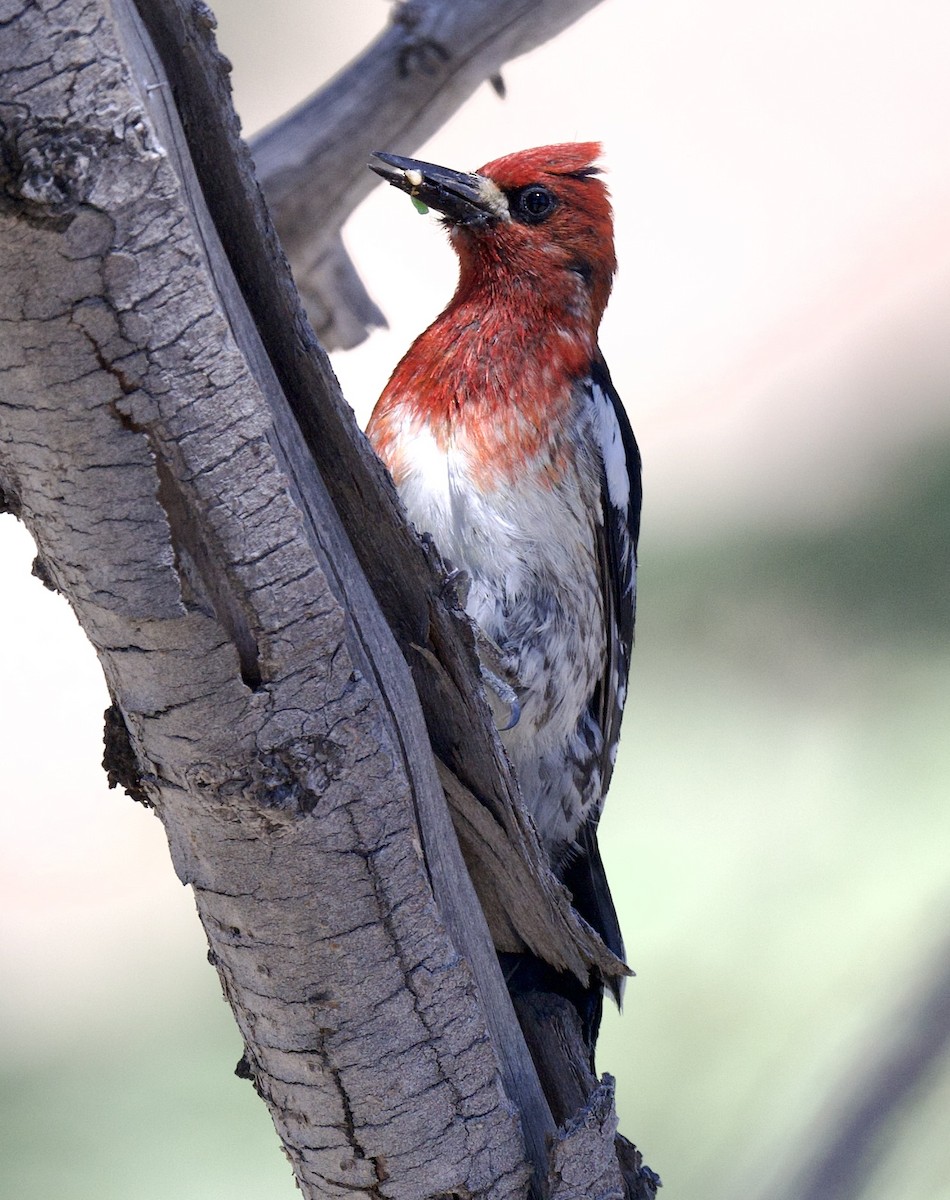 Red-breasted Sapsucker - ML620426858