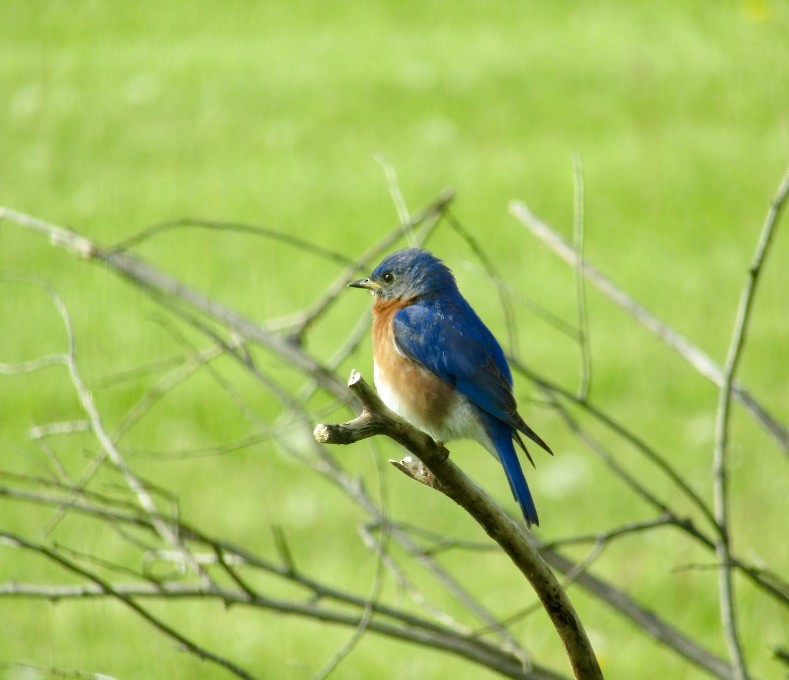 Eastern Bluebird - ML620426859