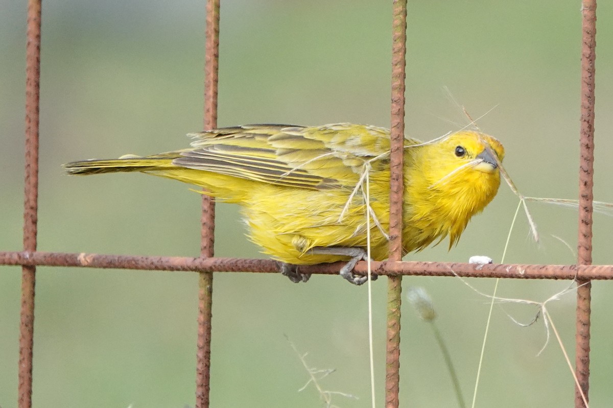 Saffron Finch - ML620426862