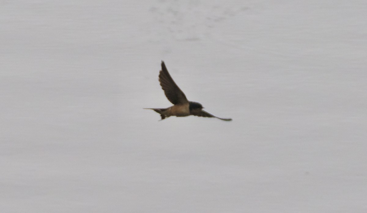 Barn Swallow - ML620426864