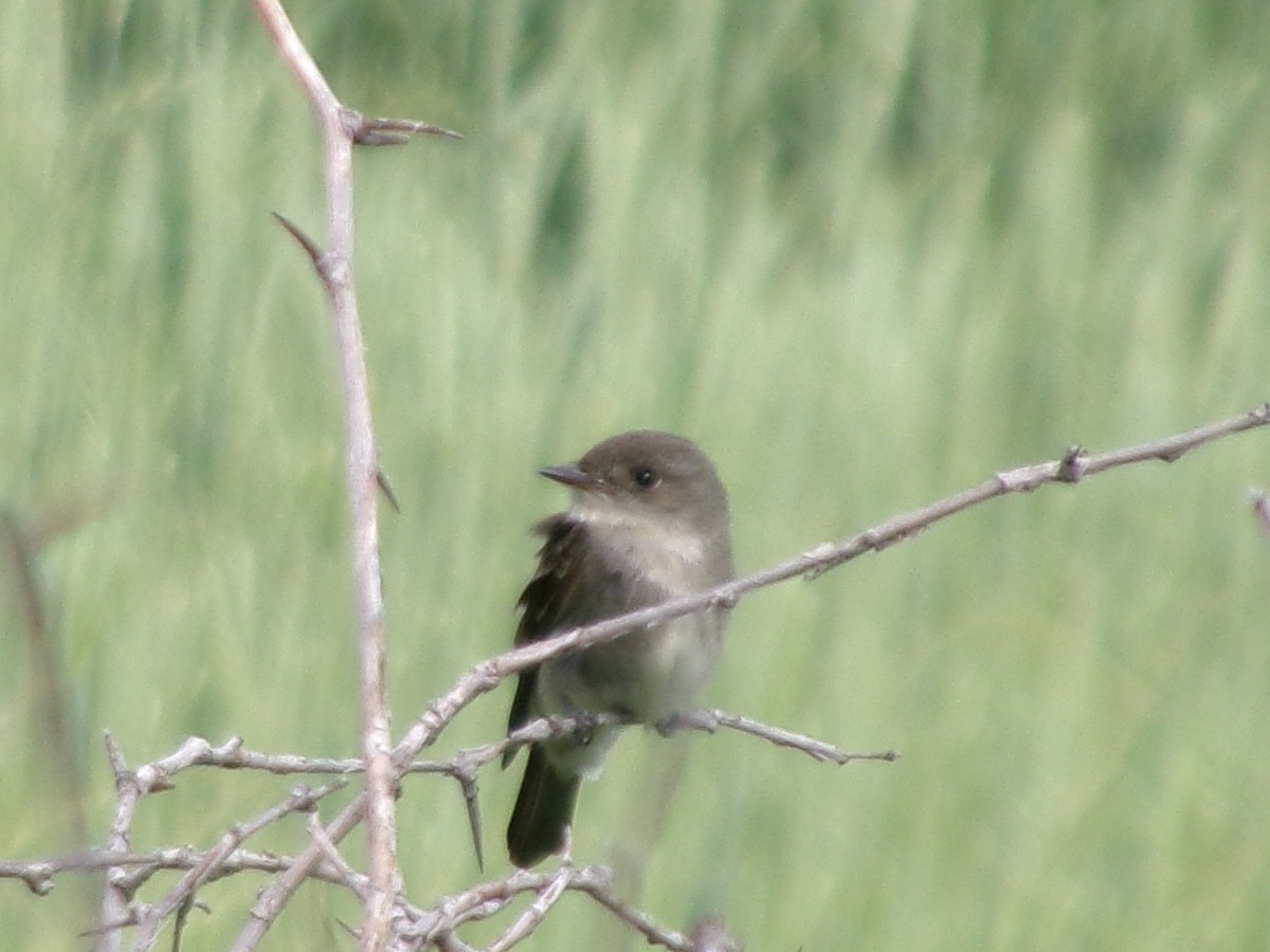 Western Wood-Pewee - Jacob Beus