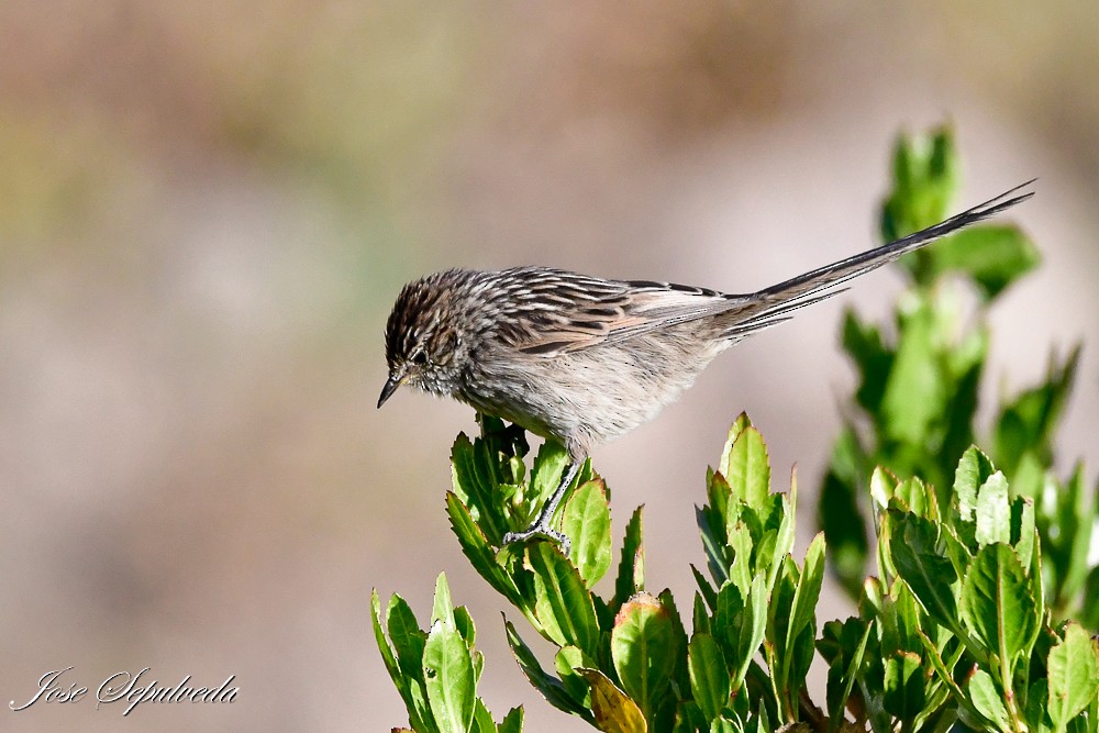 Streaked Tit-Spinetail - ML620426884