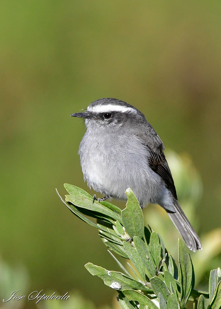 White-browed Chat-Tyrant - ML620426902