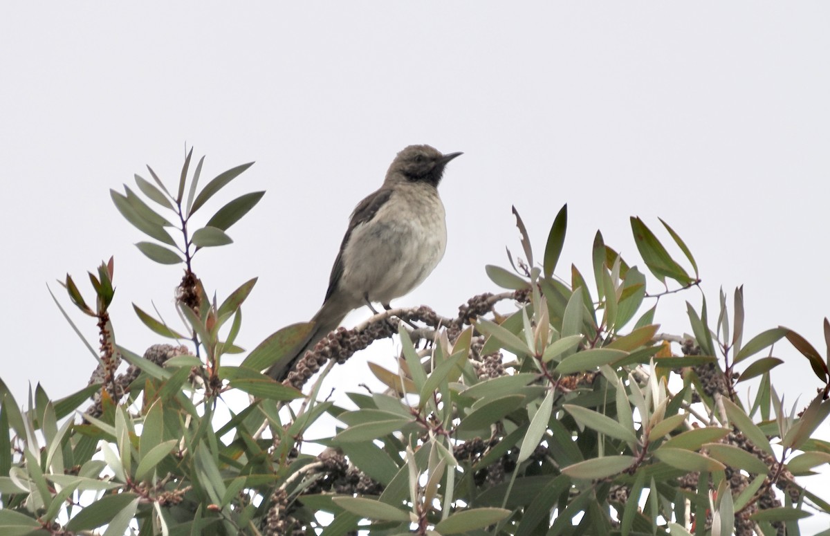 Northern Mockingbird - ML620426908