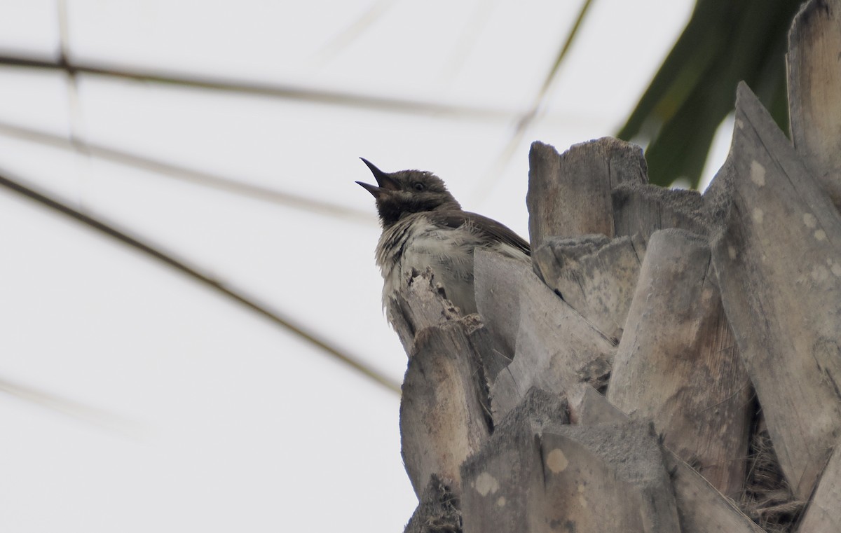 Northern Mockingbird - ML620426909