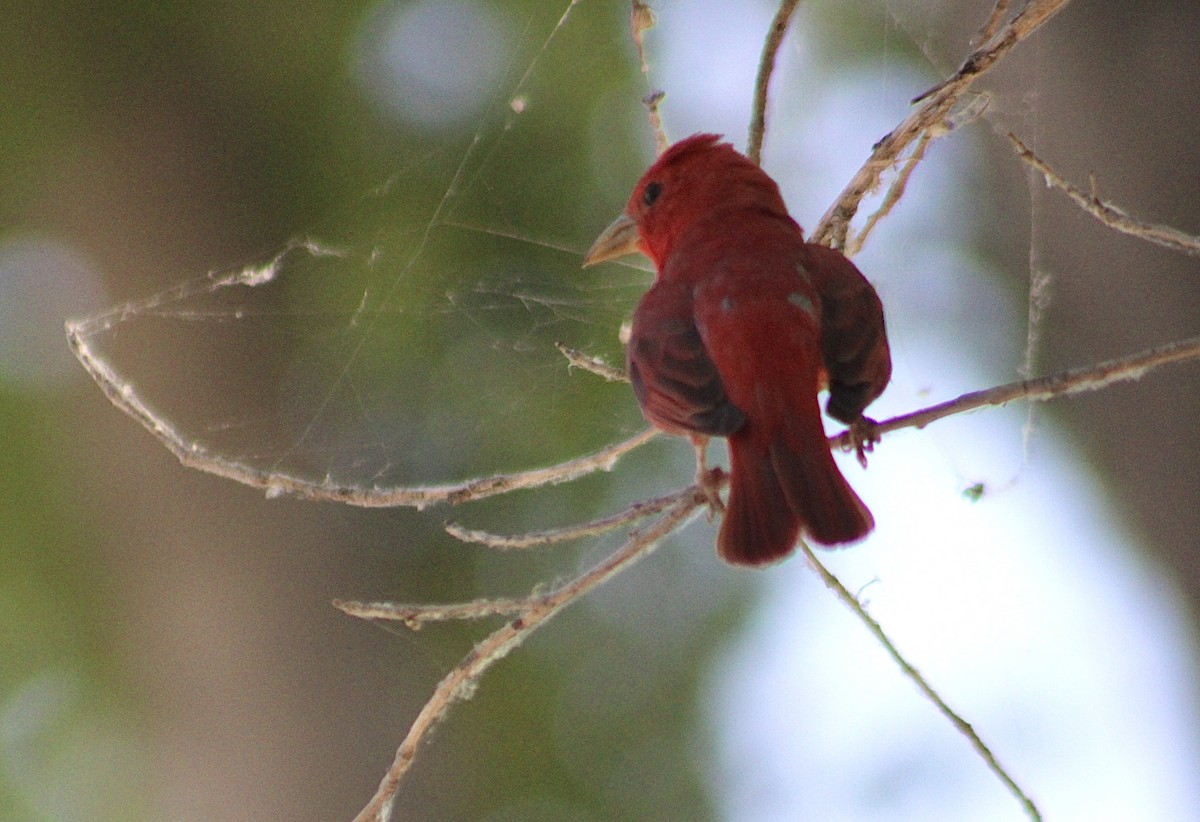 Summer Tanager - ML620426919