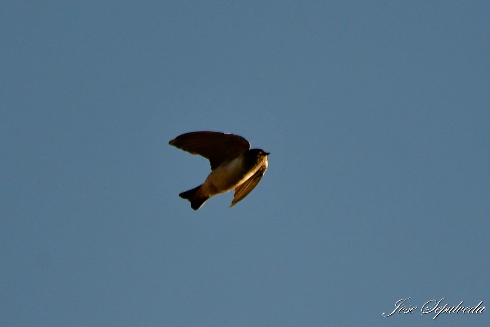 Andean Swallow - ML620426927