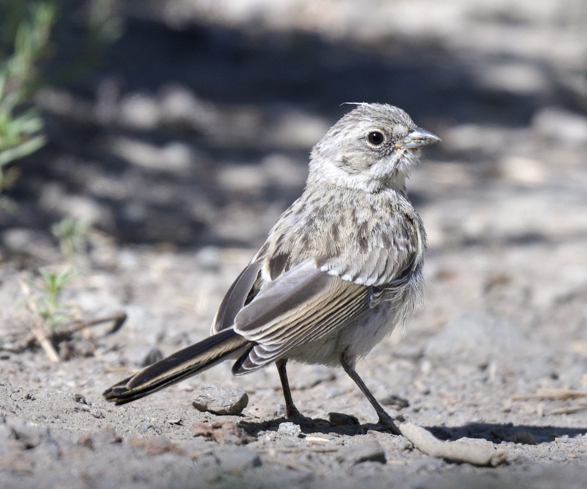 Bell's Sparrow - ML620426937