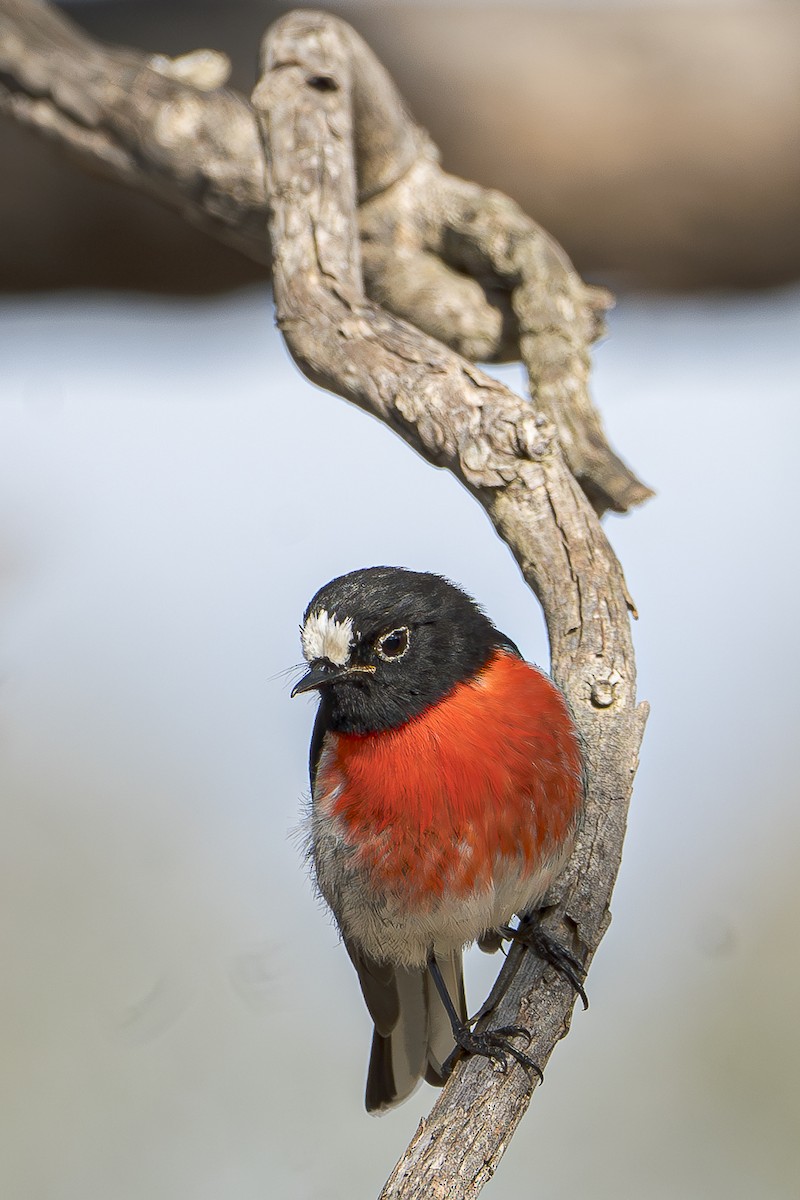 Scarlet Robin - ML620426942